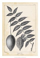 Vintage Butternut Tree Fine Art Print