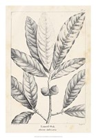 Vintage Laurel Oak Tree Fine Art Print