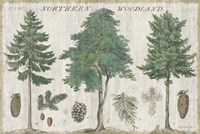 Woodland Chart I Fine Art Print