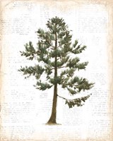 Into the Woods Trees I Fine Art Print