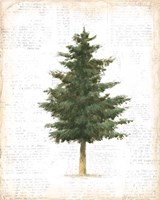 Into the Woods Trees II Fine Art Print