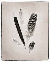 Feather Group II BW Framed Print