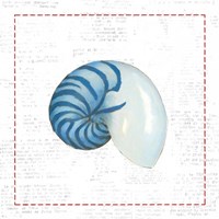Navy Nautilus Shell on Newsprint with Red Fine Art Print