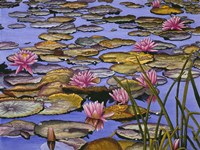 Water Lilies Fine Art Print
