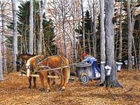 Gathering The Sap Fine Art Print