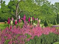 Foxglove Garden Fine Art Print