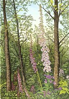 Foxglove I Fine Art Print