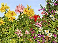 Lovely Lillies Fine Art Print