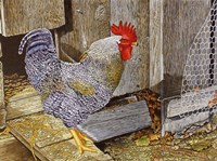 Rooster Fine Art Print