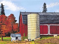 Sheep, Perry Ny Fine Art Print