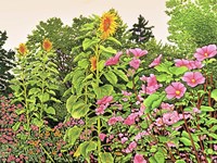 Sunflower Quartet Fine Art Print