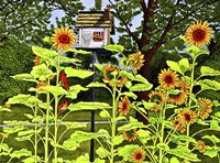 Sunflowers And Birdhouse Fine Art Print