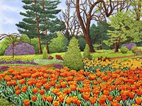 Tulips At Longwood Gardens II, Kennett Square Pa Fine Art Print