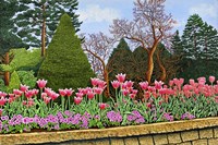 Tulips At Longwood Gardens III, Kennett Square Pa Fine Art Print