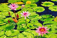 Water Lilies II Fine Art Print