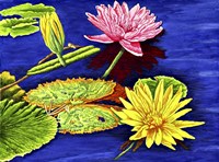 Water Lilies III Fine Art Print