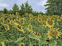 Sunflowers Fine Art Print