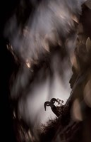 Bighorn Silhouette Best Fine Art Print