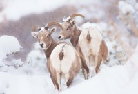 Bighorns Two Fine Art Print