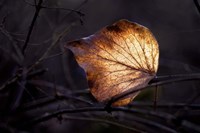 Bright Leaf Fine Art Print