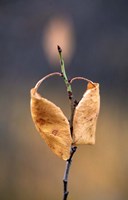 Candle Plant Fine Art Print