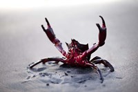 Claws Up Fine Art Print