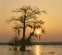 Cypress Fine Art Print