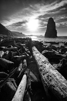 Driftwood Sun 1 Silver Fine Art Print