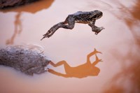 Frog Jump 3 Fine Art Print
