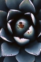 Ladybugs Agave Fine Art Print