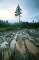 Lonefir Fine Art Print