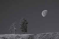 Moon Trees Hill Fine Art Print