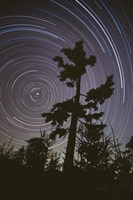 Polaris Pine Fine Art Print