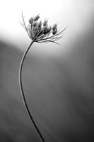 Queen Anne's Fine Art Print