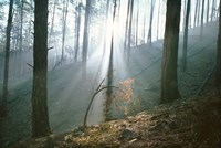 Smoke Forest Fine Art Print