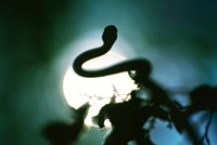 Snake Sun Fine Art Print