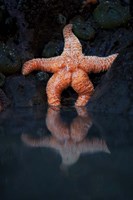 Starfish Reflection 2 Fine Art Print