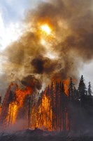 Torching Fine Art Print