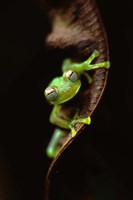 Frog Portrait Fine Art Print