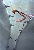 Mantis Agave Fine Art Print