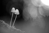 Mushroom Tiny Fine Art Print