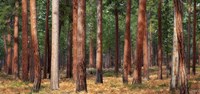 Ponderosa Trunks Fine Art Print