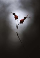 Rose Hips Fine Art Print