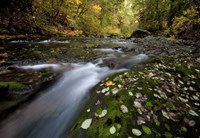 Rushing Best Fine Art Print