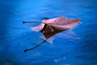 Sycamore Reflection Fine Art Print