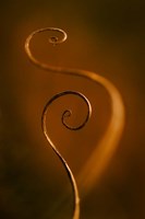 Tendrils Red Fine Art Print