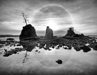 Tree Island Fine Art Print