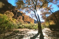 Trembling Fine Art Print