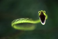 Vine Snake Fine Art Print