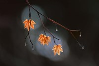 Wet Fall Fine Art Print